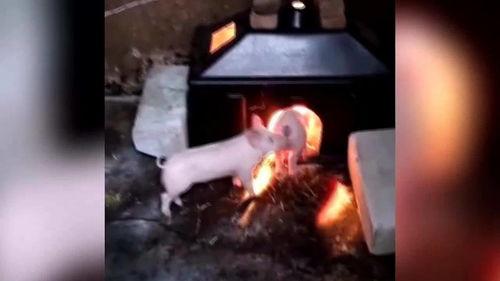 猪肉爆料搞笑视频,笑料横生的厨房奇遇记  第3张
